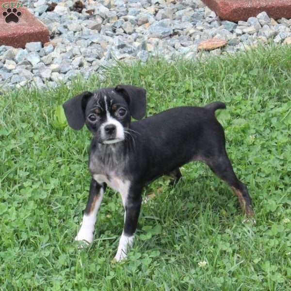 Violet, Boston Terrier Mix Puppy